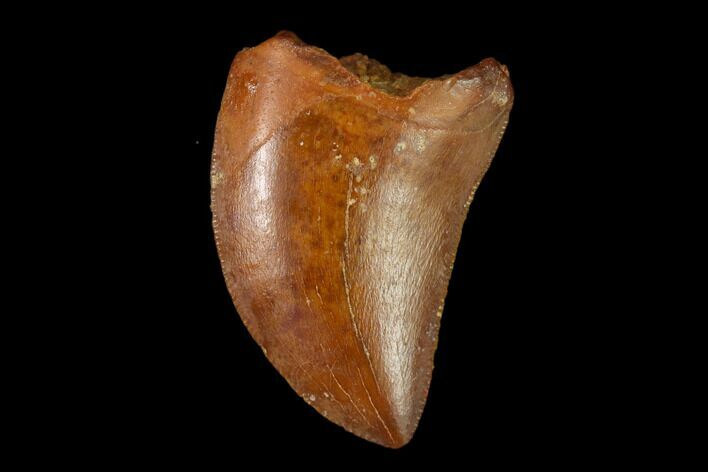 Serrated, Baby Carcharodontosaurus Tooth - Morocco #134981
